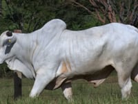 Lote 62