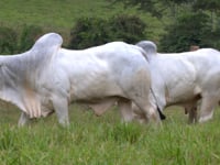 Lote 78