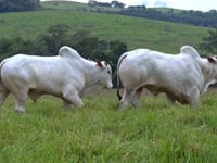 Lote 94