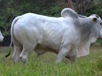Lote 98