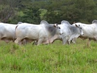 Lote 141