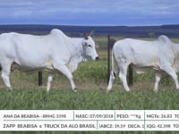 Lote ASP 2025 - BRMG 3398