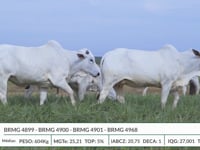 Lote 39
