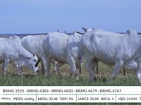 Lote 45