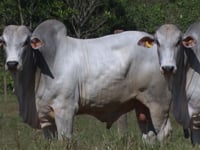 Lote 72