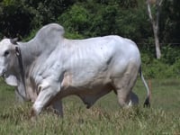 Lote 83