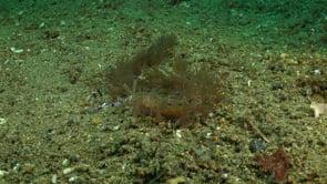 0137_Long Flabellina Nudubranch on sand