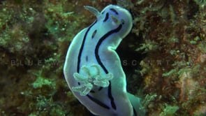0173_Nudibranch Chromodoris close up