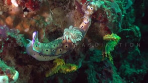 0176_Two Nudibranch Risbecia tryoni on coral reef