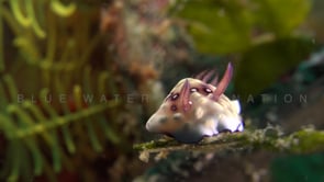 0197_Nudibranch Chromodoris close up