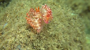 0199_Two Nudibranch Flabellina mating