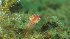 0200_Nudibranch Flabellina close up on coral reef