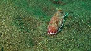 0201_Nudibranch Chromodoris reticulada close up