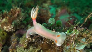0202_Nudibranch Hypselodoris bullockii close up on coral reef