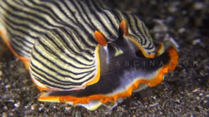0235_Striped Nudibranch super close up