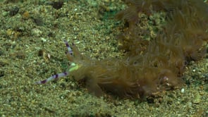 0837_Long Flabellina Nudibranch close up