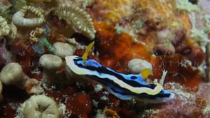 0891_Pyjama Nudibranch close up