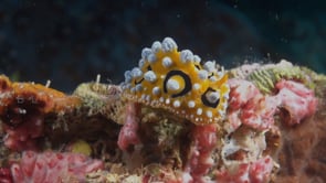 0892_Yellow warty Nudbranch close up on coral reef