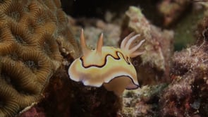 0894_Chromodoris Nudibranch close up