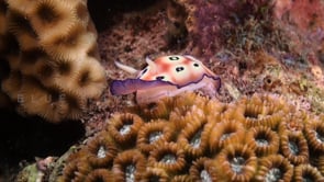 0895_Nudibranch Chromodoris leopardus walking over coral reef