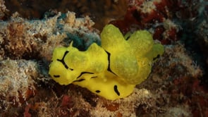 0896_Big yellow Nudibranch