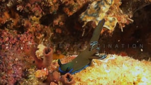0897_Nudibranch Tambja morosa on coral reef