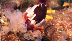 0898_Nudibranch Tambja feeding on ascidians