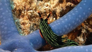0899_Green Tiger Nudibranch on blue Star fish