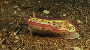 0900_Egg Nudibranch waving skirt
