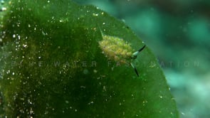 1103_Shaun the Sheep Nudibranch 