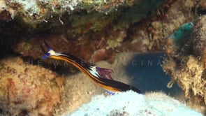 1956_Doride Nudibranch on coral reef