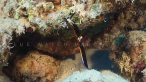 1957_Doride Nudibranch climbing on coral reef