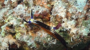 1958_Doride Nudibranch close up