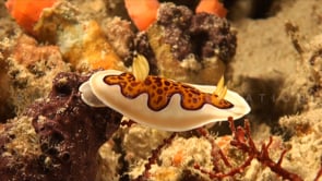 1959_Chromodoris Nudibranch crawling over coral reef