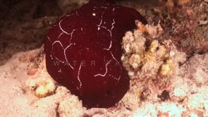 1961_Red Discodoridae Nudibranch at night