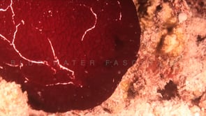 1962_Red Discodorodae Nudibranch super close up