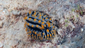 1963_Yellow warty nudibranch close up