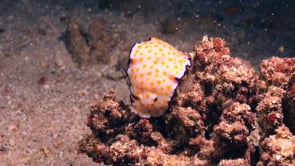 1964_Spotted Chromodoris Nudibranch on reef