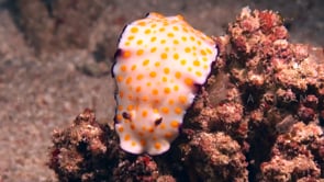 1965_Spotted Chromodoris Nudibranch close up at night
