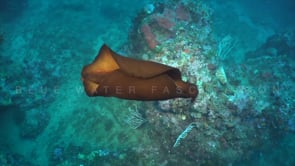 2114_Sea hare swimming over reef