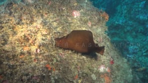 2115_Sea hare swimming over reef close up