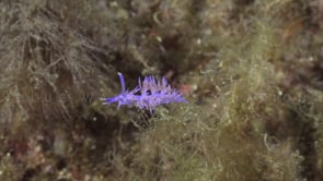 2127_Purple Flabellina Nudibranch close up underwater in Spain