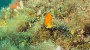 2126_Orange Flabellina Nudibranch close up underwater in Spain