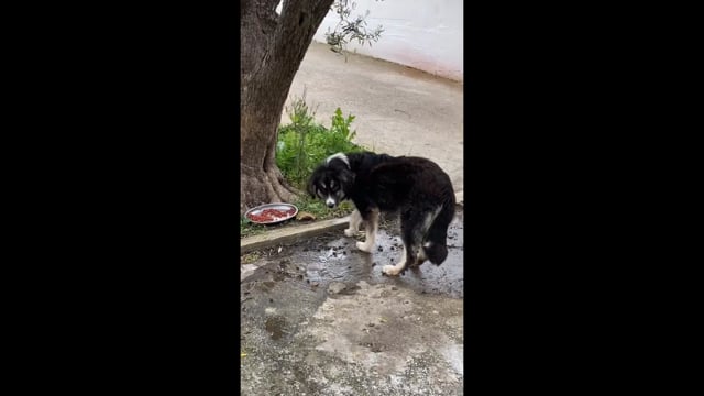 Λέσβος Χρειάζεται σπιτικό σκύλος που έμεινε τυφλός μετά τον πυροβολισμό 4-4-2025