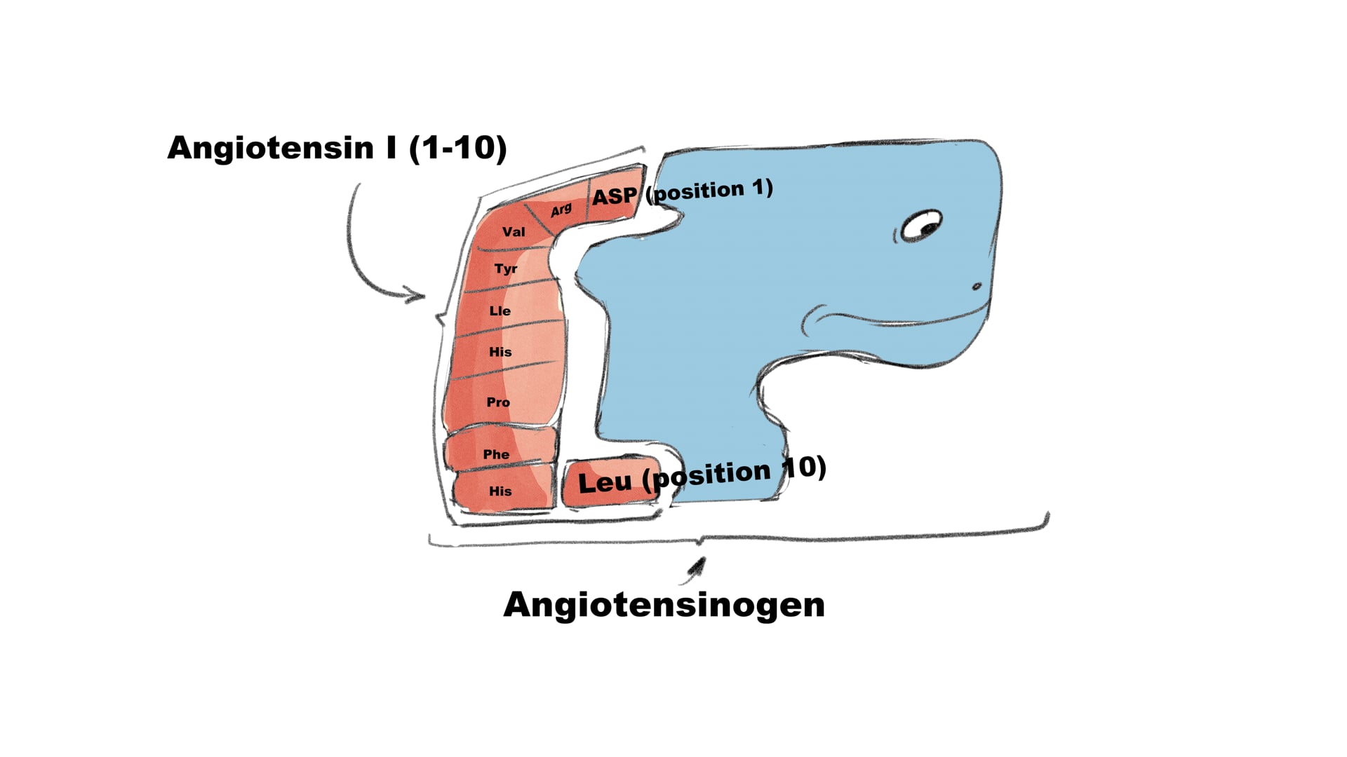 Angiotensin Converting Enzymes (ACE and ACE2) 