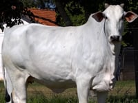 Lote 02