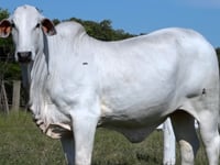 Lote 08