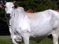 Lote ASP 04