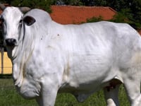 Lote ASP 05