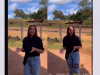 Vídeo 2<br>Fechamento da 7a e 8a PGP a Pasto da Fazenda Timbós.  Juntamente com Alunos de Zootecnia da UESP- PI. Pesagem, CE, EPMURAS e Ultrassonografia de Carcaça dos animais para o 5o Leilao em 2026.